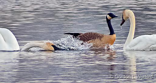 Got Too Close_DSCF6639crop.jpg - Trumpeter Swans (Cygnus buccinator) & Canada Goose (Branta canadensis)Photographed along the Rideau Canal Waterway at Smiths Falls, Ontario, Canada.